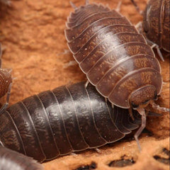 Porcellio leavis “Big Pine Key”
