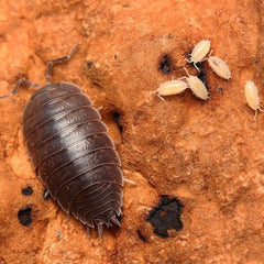 Porcellio leavis “Big Pine Key”