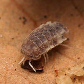 Reductoniscus tuberculatus Pied -“Frosty Gators”