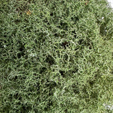 Cladoniaceae - Lichen puff ball