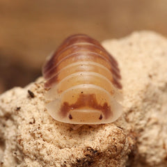 Cubaris sp. “Cosmic Bees”