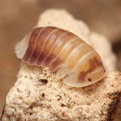 Cubaris sp. “Cosmic Bees”