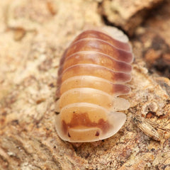 Cubaris sp. “Cosmic Bees”