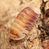 Cubaris sp. “Cosmic Bees”