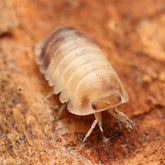 Cubaris sp. “Lavender Panda Kings”