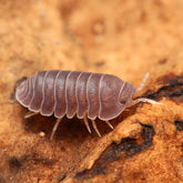 Cubaris sp. “Crystal Clear“