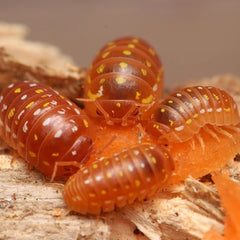 Armadillidium Frontetriangulum “Orange Corfu”
