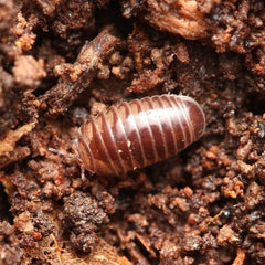 Cbb Onomeris sinuata “True American Pill Millipedes “
