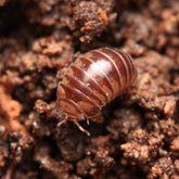Cbb Onomeris sinuata “True American Pill Millipedes “
