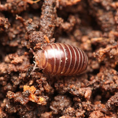 Cbb Onomeris sinuata “True American Pill Millipedes “