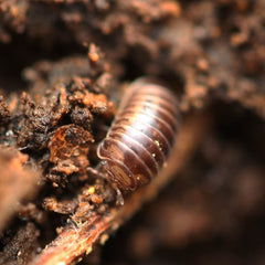 Cbb Onomeris sinuata “True American Pill Millipedes “