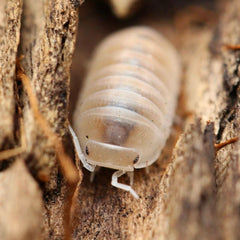 Cubaris benitensis “Yuma”