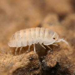 Cubaris benitensis “Yuma”