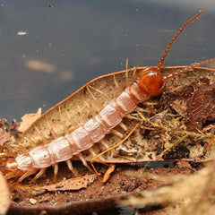 Lithobius sp. “Peachy Pink” Centipede