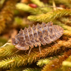 Isopoda sp. “Crocodillo” Spiky