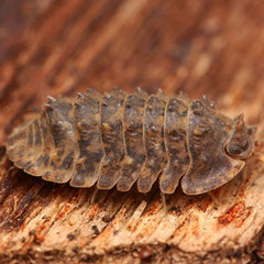 Isopoda sp. “Crocodillo” Spiky