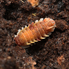 Pseudarmadillo guillianus Spiky