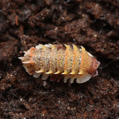 Pseudarmadillo guillianus Spiky