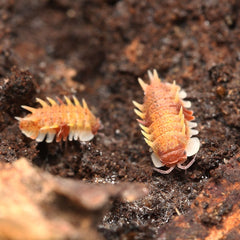 Pseudarmadillo guillianus Spiky