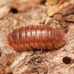 Armadillidium nasatum “Cumming”