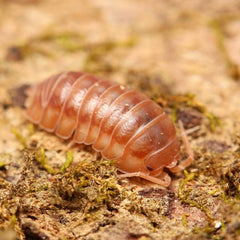 Armadillidium nasatum “Cumming”