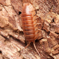Armadillidium nasatum “Cumming”