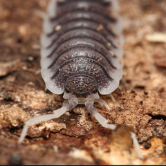 Porcellio aff. magnificus “Almeria Mountain”
