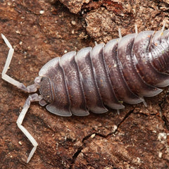 Porcellio aff. magnificus “Almeria Mountain”