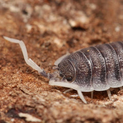 Porcellio aff. magnificus “Almeria Mountain”