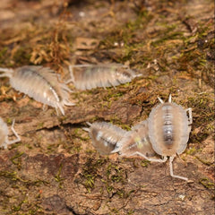 Porcellio succinctus “My Printer Ran Out Of Ink”