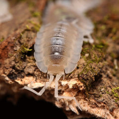 Porcellio succinctus “My Printer Ran Out Of Ink”