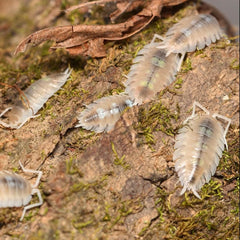 Porcellio succinctus “My Printer Ran Out Of Ink”