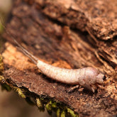 Microcoryphia sp. “Ladies Bluff” bristletail