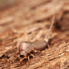 Microcoryphia sp. “Ladies Bluff” bristletail