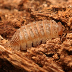 Armadillidium hauseni