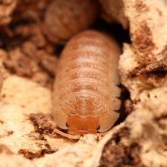 Armadillidium hauseni