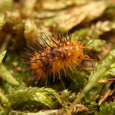 Laureola sp. “Durian Spiky”