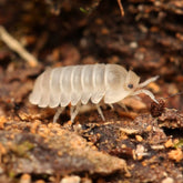 Cubaris sp “Polar Bear”