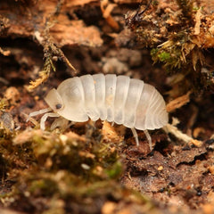 Cubaris sp “Polar Bear”
