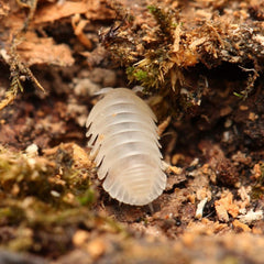 Cubaris sp “Polar Bear”