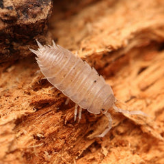 “Agnara” strzelecki