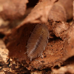 “Agnara” strzelecki