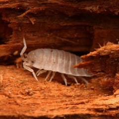 “Agnara” strzelecki