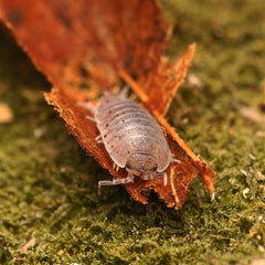 Desertoniscus subterraneus