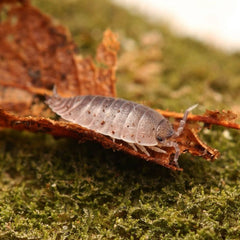 Desertoniscus subterraneus