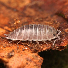 Desertoniscus subterraneus