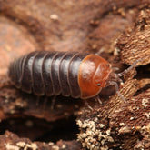 Armadillidium flavoscutatum
