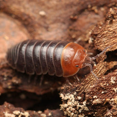 Armadillidium flavoscutatum