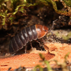 Armadillidium flavoscutatum