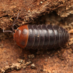 Armadillidium flavoscutatum